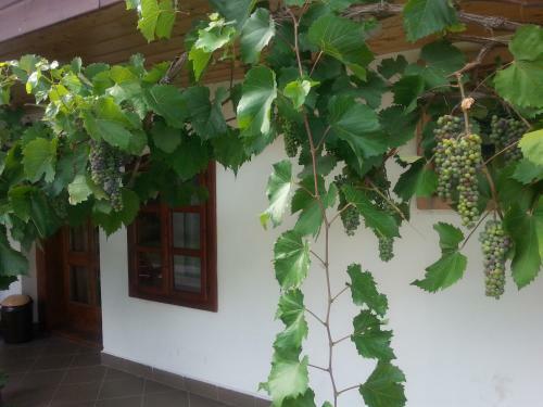 Hostal Lugas Vend�gh�z