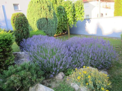 Bed & Breakfast Seva Csal�di Panzi�