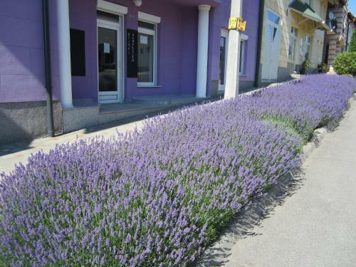 Bed & Breakfast Seva Csal�di Panzi�
