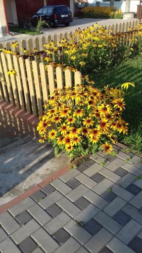 Bed & Breakfast Pensiunea Gentiana