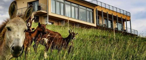 Zs�lyaliget Hotel