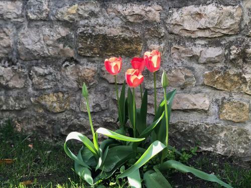P�csely House Apartman
