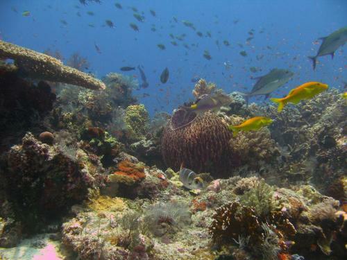 Hostal Penida Dive Resort