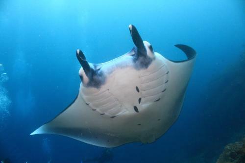 Hostal Penida Dive Resort