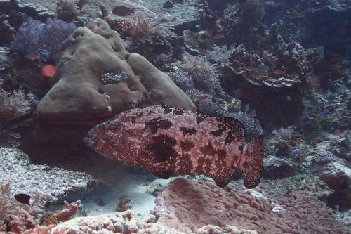 Hostal Penida Dive Resort