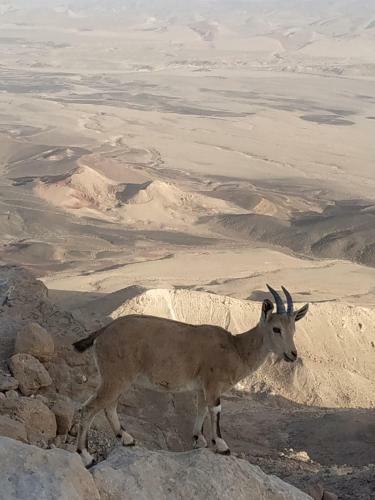 Hostal Desert Peace