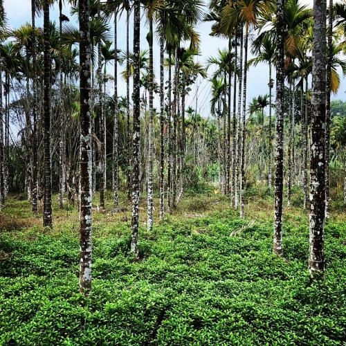 Swastha Heritage Homestay
