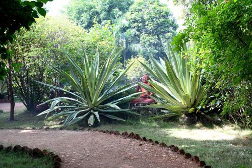 Hotel Baaz Jungle Resort