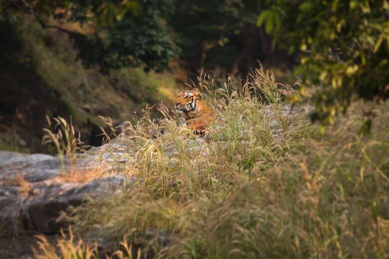 Hotel Pench Jungle Camp