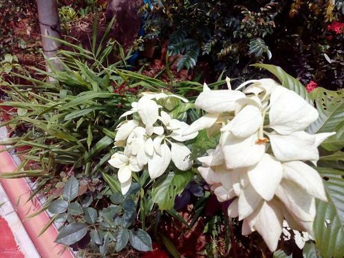 Green Land Homestay
