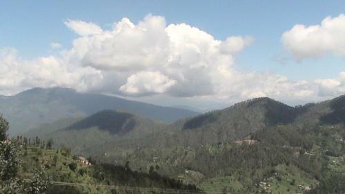Kalpataru