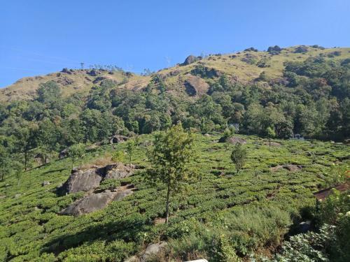 Tea Dale