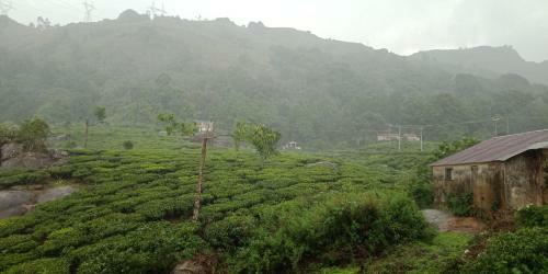 Tea Dale