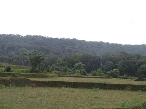 Dandeli - Jungle Nest