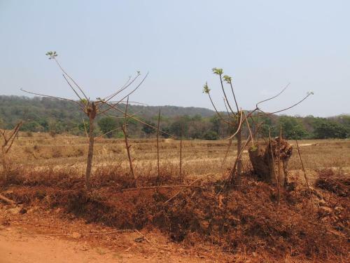 Dandeli - Jungle Nest