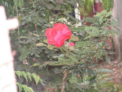 Troya Home Stay
