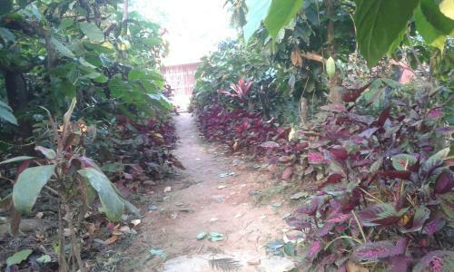 Dreams Homestay