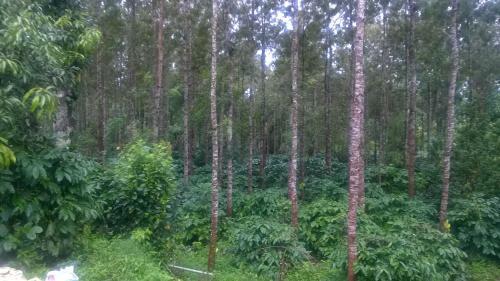 Villa Rai Cottage @ Coorg ,suntikoppa
