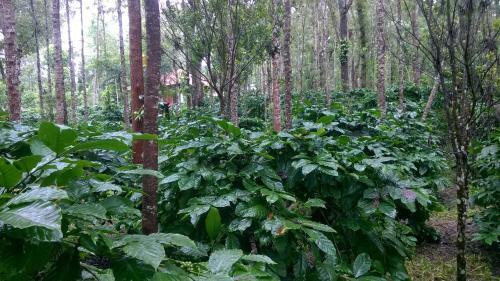 Villa Rai Cottage @ Coorg ,suntikoppa