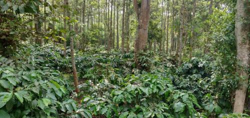 Villa Rai Cottage @ Coorg ,suntikoppa