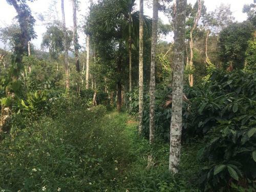 The Backpacker's Homestay - Coorg