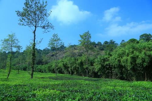 Vythiri Stream View