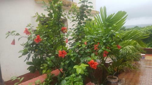 Villa Aisha Holiday Homes