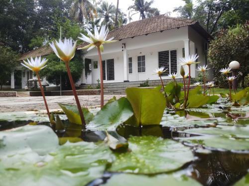 Hotel Mushroom Hut Resort