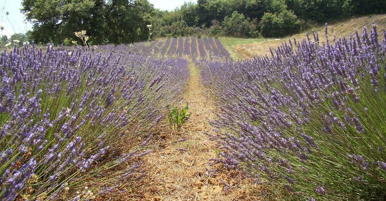 Agroturismo Il Poggio Di Teo