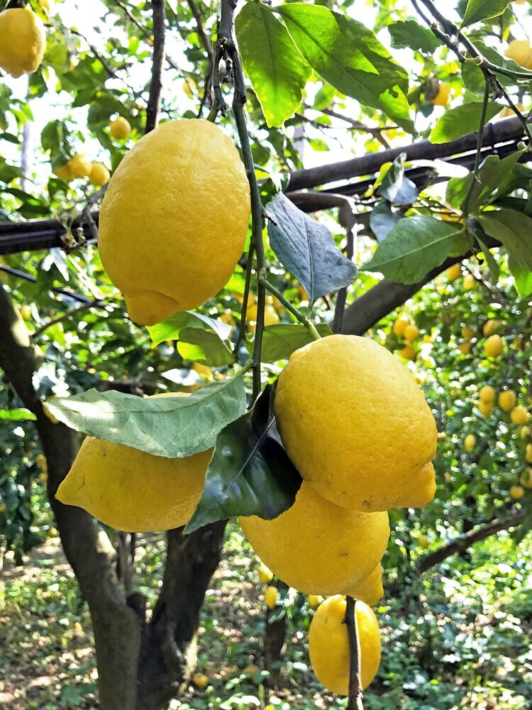 La Ciucciara