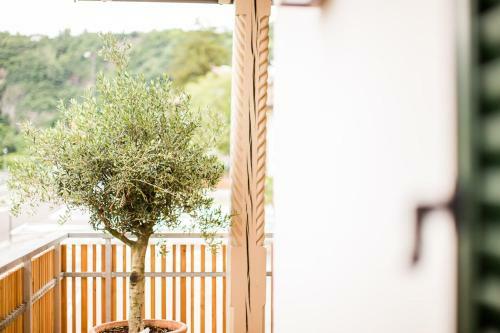 B&B Pizzeria Zur Traube