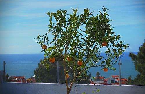 Hostal Residencia Praia Norte - Al
