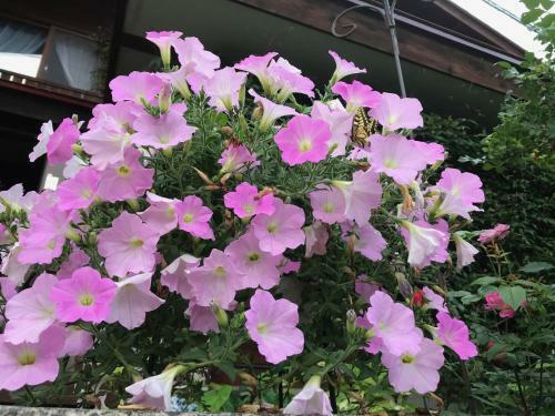 Hostal Yamagata Zao Pension Aplon Stage