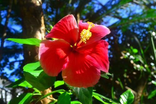 Apartamento Amami-green-garden