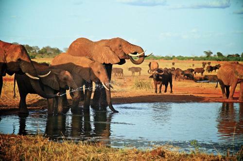 Voi Wildlife Lodge