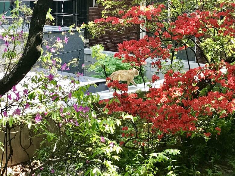 Hostal Naru Guesthouse