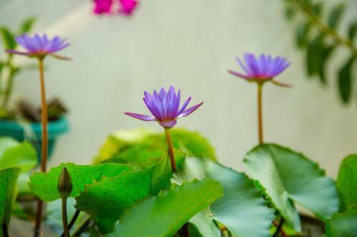 Apartamento Lotus Lodge