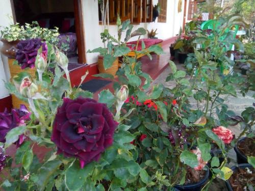 Hostal Vegetable Garden