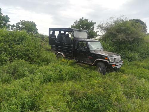Wild Eco Safari
