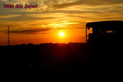 Wild Eco Safari