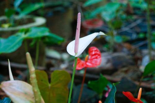 Apartamento Bogoda Bridge Rest Inn