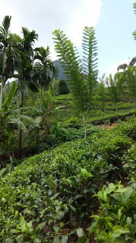 Tea Square