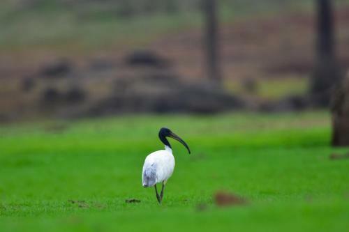 Explorer By Mahoora - Gal Oya National Park (All Inclusive)