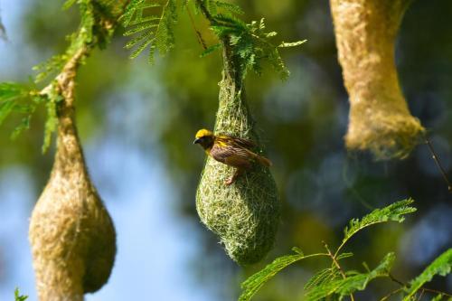 Explorer By Mahoora - Gal Oya National Park (All Inclusive)