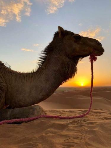 Hostal Camp Planet Desert Tour