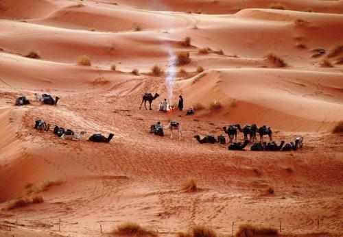 Berber & Camel Trek