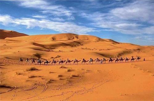 Berber & Camel Trek