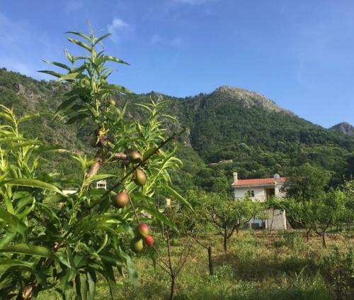 Agroturismo Village House Tea
