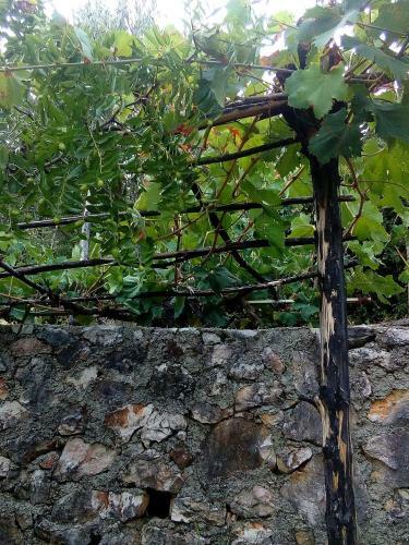 Country House "lipa" Komarno