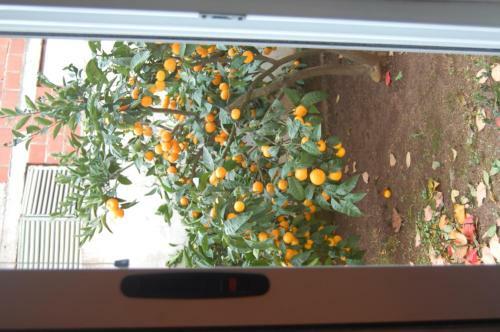 Apartamentos Vila Montenegro